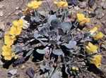Foto Dārza Ziedi Rydberg Twinpod, Dubultā Bladderpod (Physaria), dzeltens