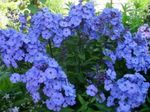 Fil Trädgårdsblommor Trädgård Flox (Phlox paniculata), ljusblå