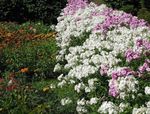 フォト 庭の花 毎年恒例の芝桜、ドラモンドの芝桜 (Phlox drummondii), ホワイト
