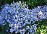 Nuotrauka Sodo Gėlės Atsipalaidavęs Phlox, Samanos Phlox (Phlox subulata), šviesiai mėlynas