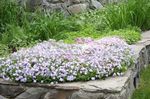 снимка Градински цветове Пълзящи Флокс, Мъх Флокс (Phlox subulata), бял