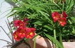 Foto Gartenblumen Freesie (Freesia), rot
