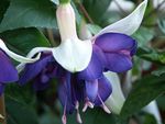 フォト 庭の花 スイカズラフクシア (Fuchsia), 青