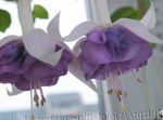 Fil Trädgårdsblommor Kaprifol Fuchsia , lila