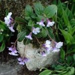 Photo bláthanna gairdín Haberlea , lilac