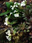 Foto Flores de jardín Haberlea , blanco