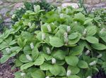 Foto Gartenblumen Chloranthus , weiß