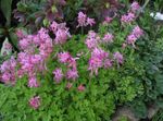 Foto Gartenblumen Lerchensporn (Corydalis), rosa