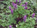 Foto Flores de jardín Corydalis , púrpura