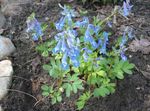 Foto Gartenblumen Lerchensporn (Corydalis), hellblau