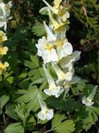 Foto Gartenblumen Lerchensporn (Corydalis), gelb