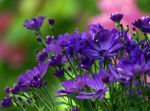 Fil Trädgårdsblommor Blomsterhandlare Mamma, Kruka Mamma (Chrysanthemum), blå
