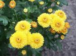 Foto Dārza Ziedi Floristi Mamma, Pot Mammu (Chrysanthemum), dzeltens