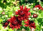 Foto Gartenblumen Floristen Mama, Mama Topf (Chrysanthemum), rot