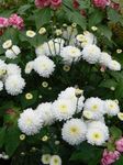 fénykép Virágárusok Anyukája, Pot Anyukája (Chrysanthemum), fehér