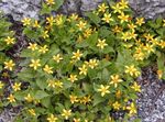 フォト 庭の花 ゴールデンスター、緑と金色 (Chrysogonum), 黄