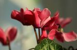 Foto Flores de jardín Sembrar Pan, Ciclamen Hardy (Cyclamen), rojo