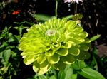 снимка Градински цветове Циния (Zinnia), зелен