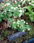 Foto Gartenblumen Rue Anemone (Anemonella thalictroides), weiß