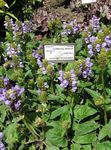 სურათი ბაღის ყვავილები თვითმმართველობის მოშუშებისა, Selfheal, მოშუშებისა ყველა (Prunella), იასამნისფერი