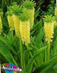 フォト 庭の花 パイナップルの花、パイナップルリリー (Eucomis), 黄
