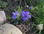 foto Flores do Jardim Harebell Anão Prateado (Edraianthus), luz azul