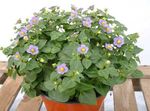 Fil Trädgårdsblommor Persiska Violett, Tysk Violett (Exacum affine), lila