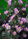 foto Tuin Bloemen Perzisch Violet, Duits Violet (Exacum affine), roze