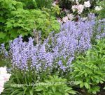 Photo Garden Flowers Spanish Bluebell, Wood Hyacinth (Endymion hispanicus, Hyacinthoides hispanica), light blue