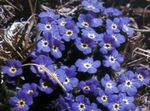fénykép Kerti Virágok Sarkvidéki Nefelejcs, Alpesi Nefelejcs (Eritrichium), kék