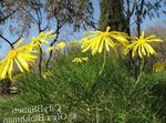 Photo les fleurs du jardin Bush Marguerite, Euryops Verts , jaune