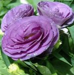 fotografie Záhradné kvety Prérie Horec, Lisianthus, Texas Bluebell (Eustoma), orgován