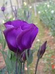 fotografie Gradina Flori Prerie Gențiană, Lisianthus, Clopoței Texas (Eustoma), violet