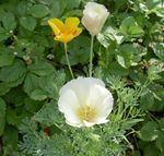 Foto Flores de jardín Amapola De California (Eschscholzia californica), blanco