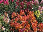 სურათი ბაღის ყვავილები Snapdragon, Weasel ის Snout (Antirrhinum), ფორთოხალი