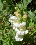 Photo Garden Flowers Snapdragon, Weasel's Snout (Antirrhinum), white