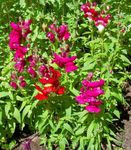 სურათი ბაღის ყვავილები Snapdragon, Weasel ის Snout (Antirrhinum), წითელი