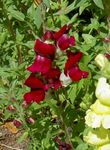 φωτογραφία Λουλούδια κήπου Snapdragon, Ρύγχος Νυφίτσα Του (Antirrhinum), οινώδης