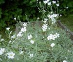 Foto Flores de jardín Nieve-En-Verano (Cerastium), blanco