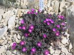 Foto Dārza Ziedi Izturīgs Ledus Iekārta (Delosperma), purpurs