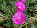 სურათი ბაღის ყვავილები Hardy ყინულის ქარხანა (Delosperma), ვარდისფერი