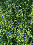 Fil Dag Blomma, Spiderwort, Änkor Tårar (Commelina), blå