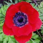 Foto Gartenblumen Krone Windfower, Griechisch Windröschen, Anemone Mohn (Anemone coronaria), rot