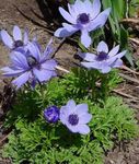 Foto Gartenblumen Krone Windfower, Griechisch Windröschen, Anemone Mohn (Anemone coronaria), hellblau