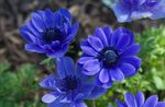Foto Gartenblumen Krone Windfower, Griechisch Windröschen, Anemone Mohn (Anemone coronaria), blau