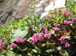 fotografie Zahradní květiny Schizocodon Soldanelloides , růžový