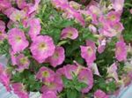 Foto Have Blomster Petunia Fortunia (Petunia x hybrida Fortunia), pink
