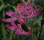 照 园林花卉 射干，豹百合 (Belamcanda chinensis), 紫丁香
