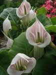 სურათი ბაღის ყვავილები ზოლიანი Cobra ლილი, ჩინური Jack-In-The-კათედრა (Arisaema), ვარდისფერი