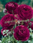 fotografie Záhradné kvety Ranunculus, Perzština Iskerník, Turban Iskerník, Perzština Crowfoot (Ranunculus asiaticus), vínny